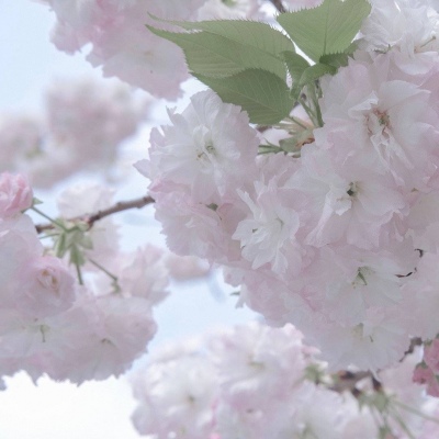 恩阳福瑞交流群